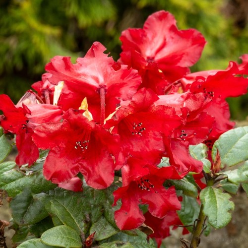 Rhododendron BENGAL różanecznik karłowy, miniaturowy - sadzonki