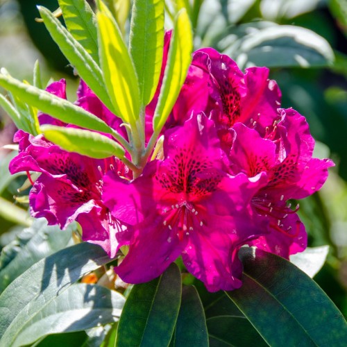Rhododendron NOVA ZEMBLA, różanecznik wielkokwiatowy - sadzonki