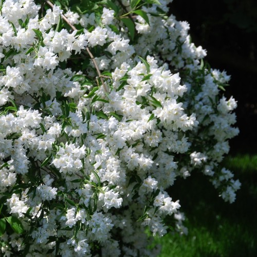 Jaśminowiec VIRGINAL Philadelphus - pachnący