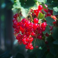Czerwona porzeczka sadzonki - JONKHEER VAN TETS