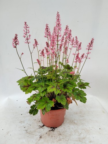 Żurawka PARIS ogrodowa, amerykańska sadzonki Heuchera