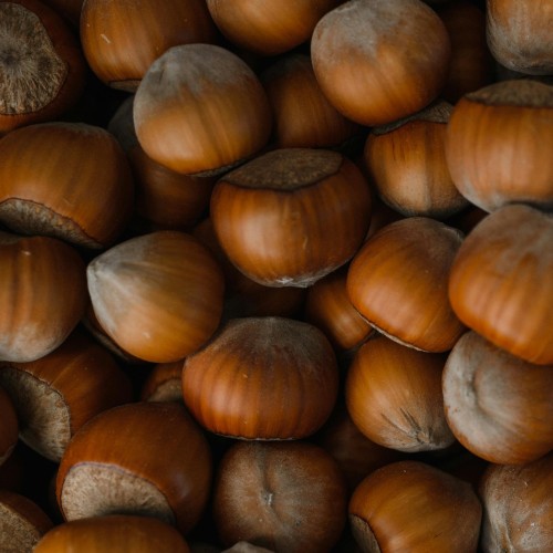 Orzech laskowy KATALOŃSKI, leszczyna, drzewo sadzonki