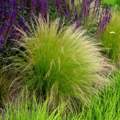 Ostnica PONY TAILS cieniutka, stipa, trawa w doniczce