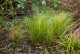 Ostnica PONY TAILS cieniutka, stipa, trawa w doniczce