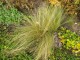 Ostnica PONY TAILS cieniutka, stipa, trawa w doniczce