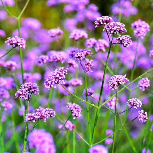Werbena Patagońska sadzonki verbena bonariensis PURPLE TOWER
