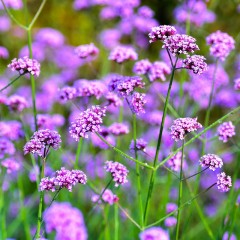 Werbena Patagońska sadzonki verbena bonariensis PURPLE TOWER