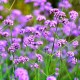 Werbena Patagońska sadzonki verbena bonariensis PURPLE TOWER