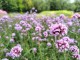 Werbena Patagońska sadzonki verbena bonariensis PURPLE TOWER