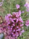 Werbena Patagońska sadzonki verbena bonariensis PURPLE TOWER