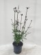 Werbena Patagońska sadzonki verbena bonariensis PURPLE TOWER