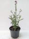 Werbena Patagońska sadzonki verbena bonariensis PURPLE TOWER