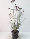 Werbena Patagońska sadzonki verbena bonariensis PURPLE TOWER
