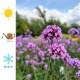 Werbena Patagońska sadzonki verbena bonariensis PURPLE TOWER