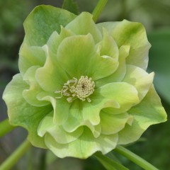 Ciemiernik wschodni DOUBLE ELLEN GREEN sadzonki - zielony