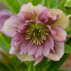 Ciemiernik wschodni DOUBLE ELLEN PINK - różowy