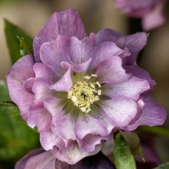 Ciemiernik wschodni DOUBLE ELLEN PINK - różowy