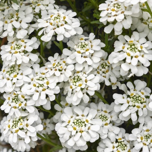 Ubiorek wiecznie zielony Iberis sempervirens SNOWSURFER