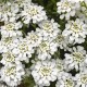Ubiorek wiecznie zielony Iberis sempervirens SNOWSURFER