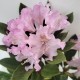 Rhododendron miniaturowy, karłowy, różanecznik POHJOLA'S DAUGHTER - sadzonki
