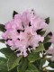 Rhododendron miniaturowy, karłowy, różanecznik POHJOLA'S DAUGHTER - sadzonki