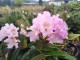 Rhododendron miniaturowy, karłowy, różanecznik POHJOLA'S DAUGHTER - sadzonki