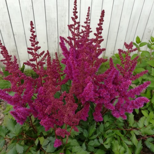 Tawułka Chińska Astilbe VISIONS IN RED