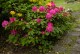 Rhododendron różanecznik HELLIKKI sadzonki - fiński mrozoodporny