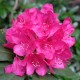 Rhododendron różanecznik HELLIKKI sadzonki - fiński mrozoodporny