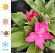 Rhododendron różanecznik HELLIKKI sadzonki - fiński mrozoodporny