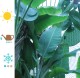 Bananowiec MUSA BASJOO - zimujący - drzewo do ogrodu