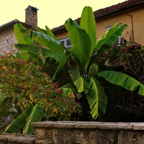 Bananowiec MUSA BASJOO - zimujący - drzewo do ogrodu