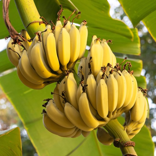 Bananowiec musa GRAND NAIN - do donic - banany Chiquita