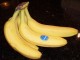 Bananowiec musa GRAND NAIN - do donic - banany Chiquita
