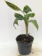 Bananowiec musa GRAND NAIN - do donic - banany Chiquita