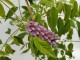 Wisteria AMETHYST FALLS glicynia amerykańska - szybko kwitnąca