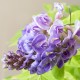 Wisteria AMETHYST FALLS glicynia amerykańska - szybko kwitnąca