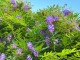 Wisteria AMETHYST FALLS glicynia amerykańska - szybko kwitnąca
