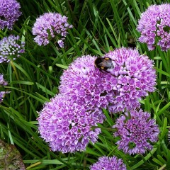 Czosnek MILLENIUM ozdobny kwiat, niski - sadzonki