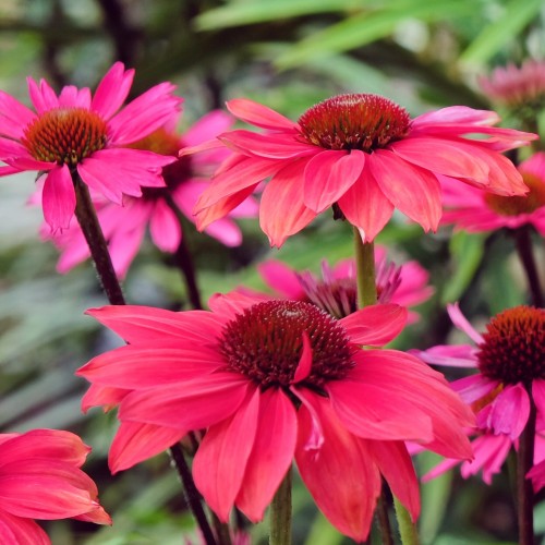 Jeżówka różowa SENSATION PINK - sadzonka