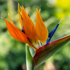 Strelicja KRÓLEWSKA - rajski ptak roślina domowa