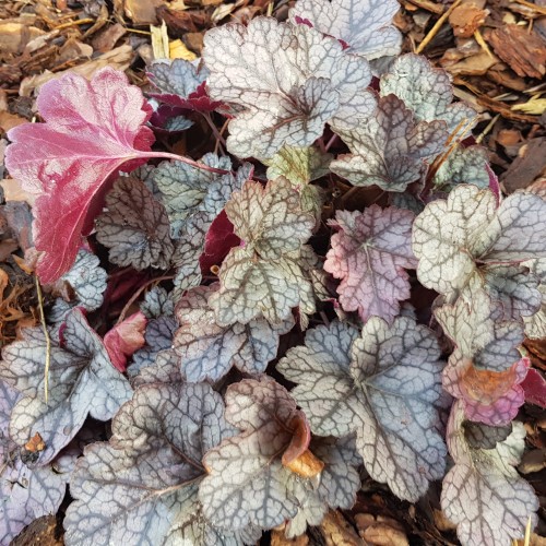 Żurawka ogrodowa SILVER SCROLLS - sadzonki