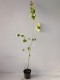 Grujecznik japoński Cercidiphyllum japonicum - drzewo piernikowe