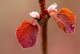 Grujecznik japoński Cercidiphyllum japonicum - drzewo piernikowe