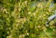 Grujecznik japoński Cercidiphyllum japonicum - drzewo piernikowe