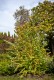 Grujecznik japoński Cercidiphyllum japonicum - drzewo piernikowe