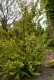 Grujecznik japoński Cercidiphyllum japonicum - drzewo piernikowe