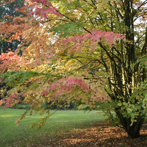 Grujecznik japoński Cercidiphyllum japonicum - drzewo piernikowe