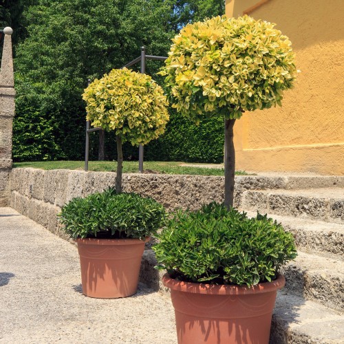 Trzmielina na pniu fortune'a EMERALD GOLD - zimozielona