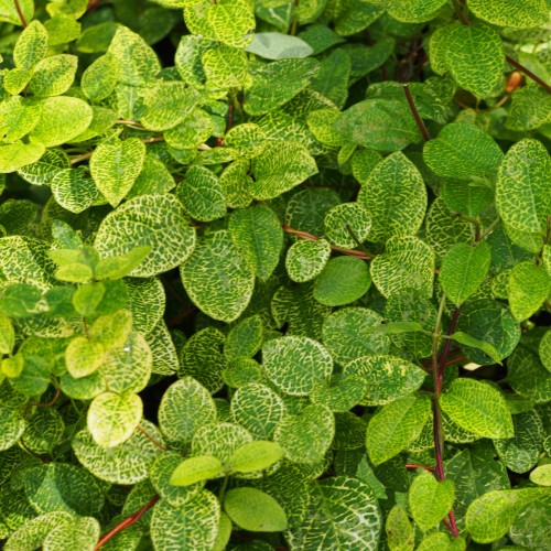 Wiciokrzew japoński AUREORETICULATA - częściowo zimozielony